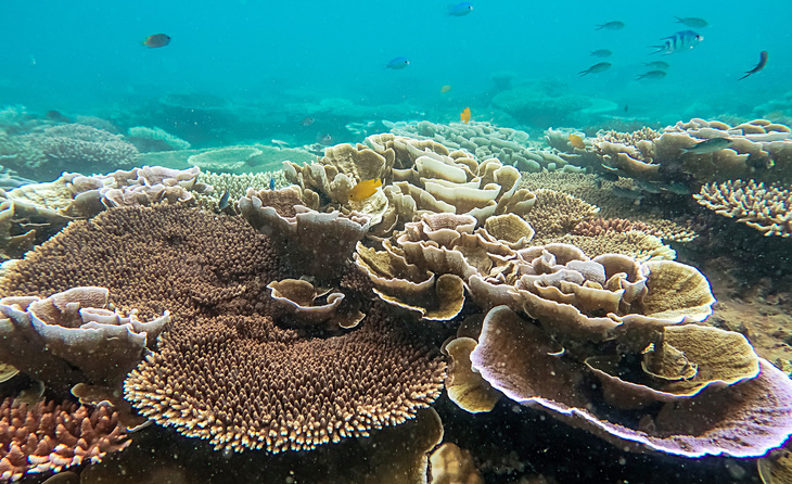 Rừng san hô dưới đáy biển Côn Đảo