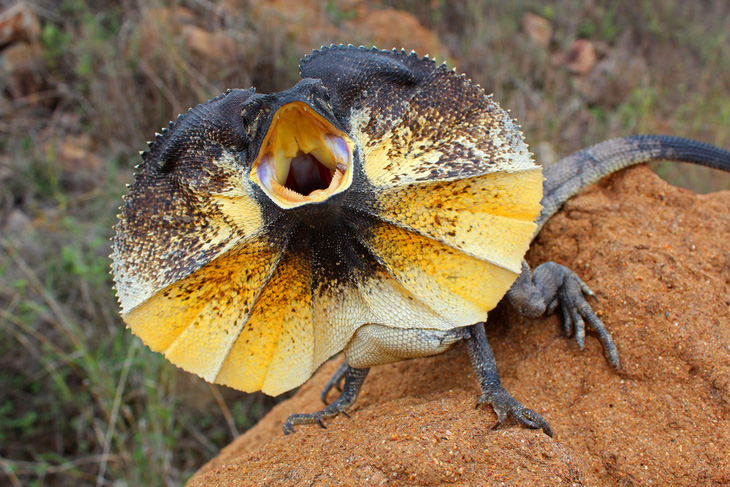Thằn lằn cổ bướm sống ở Bắc Úc và Nam New Guinea. Chúng thích ăn côn trùng như ve sầu. Sinh vật trông đáng sợ này có lớp da lớn ở phần cổ xếp thành nếp. Khi gặp nguy hiểm, chúng há miệng thật lớn và bung lớp da màu vàng tươi hoặc màu cam ra để hù dọa. Nếu vẫn không ăn thua, chúng nó sẽ đập đuôi và rít lên dữ tợn - Ảnh: Shutterstock.com
