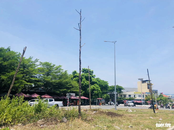 Cây xanh tại đoạn đường đi qua xã Hòa Tiến, huyện Hòa Vang, Đà Nẵng - Ảnh: ĐOÀN CƯỜNG