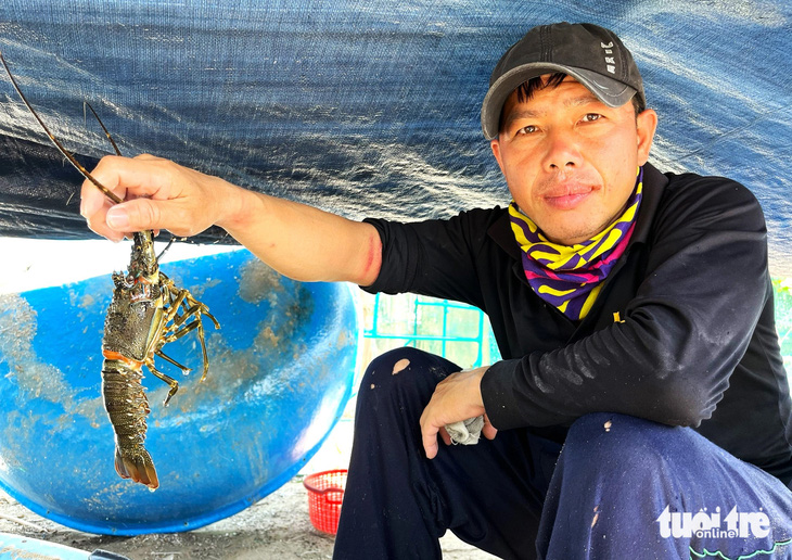 Người nuôi tôm hùm ở thị xã Sông Cầu (tỉnh Phú Yên) điêu đứng vì tôm hùm chết hàng loạt - Ảnh: NGUYỄN HOÀNG