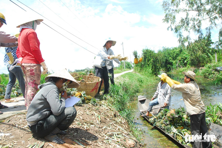 Nông dân thu hoạch và bán khóm cho thương lái ở huyện Tân Phước, tỉnh Tiền Giang - Ảnh: HOÀI THƯƠNG
