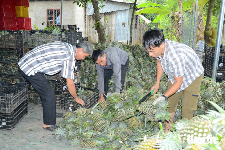 Các chủ vựa tất bật thu gom khóm ở huyện Tân Phước - Ảnh: HOÀI THƯƠNG