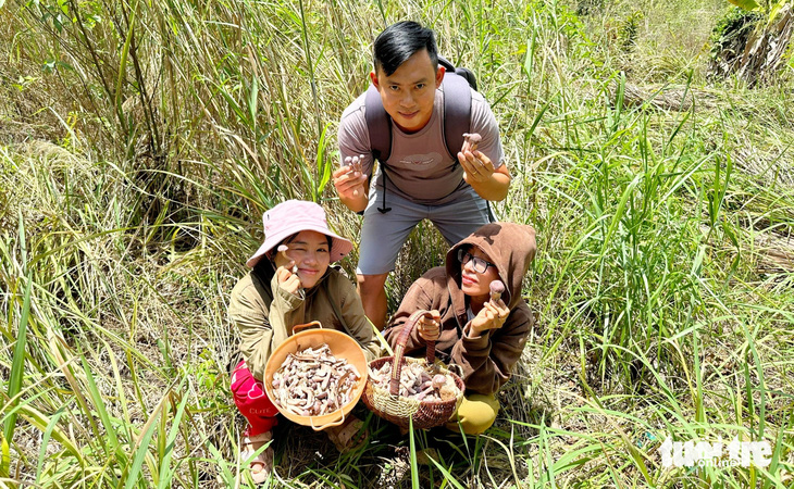 Người dân Phú Quốc tranh thủ đi 'săn' nấm tràm về ăn - Ảnh: CHÍ CÔNG