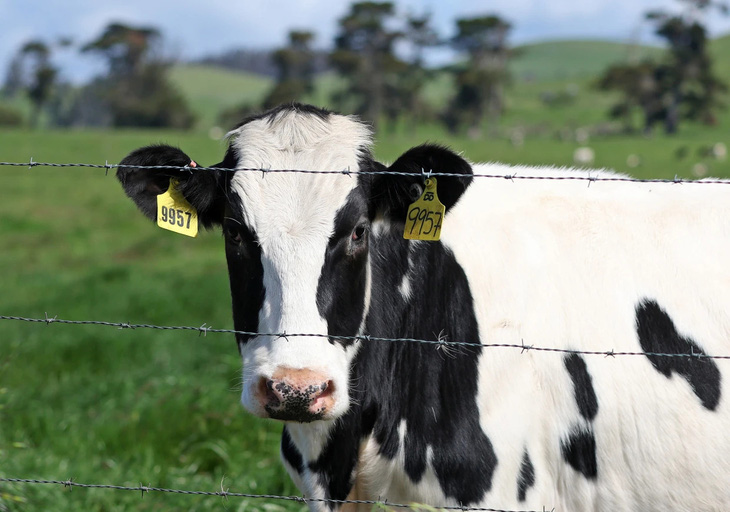 Mỹ vừa ghi nhận trường hợp bò sữa lây nhiễm vi rút cúm gia cầm H5N1 sang người - Ảnh: CNBC