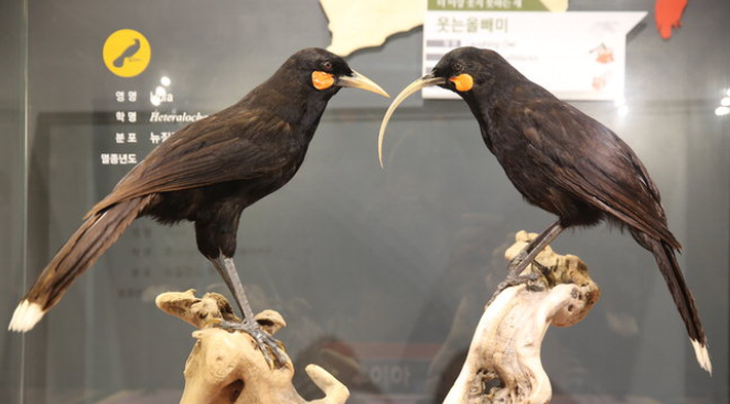 Cặp chim Huia nhồi bông trong tủ trưng bày từng được đấu giá lên tới 457.704 USD vào năm 2023