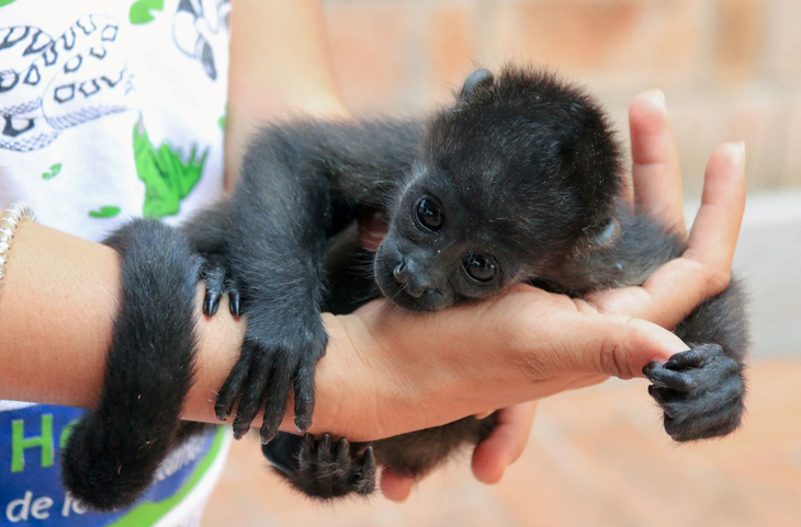 Một con khỉ rú đen được bác sĩ thú y chăm sóc sau đợt nóng dữ dội tại Cunduacan, bang Tabasco, Mexico ngày 22-5 - Ảnh: REUTERS