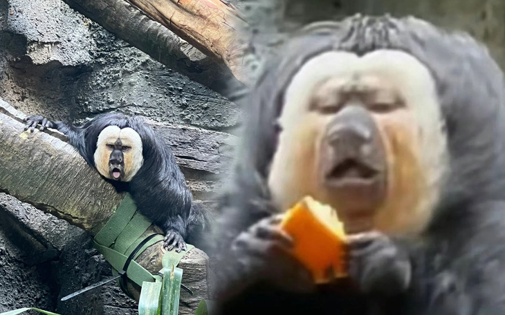 Chú khỉ xấu lạ chụp góc nào cũng không có "thuốc chữa"