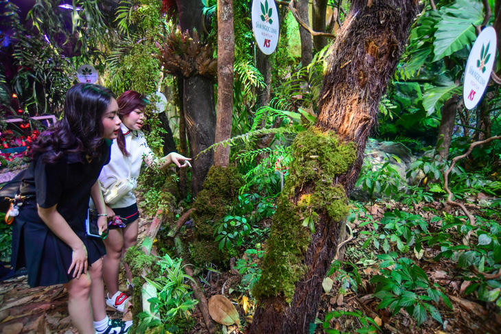 Nhiều khách tham quan thích thú với rừng sâm Ngọc Linh được tái hiện ngay trong lễ hội sâm quốc tế - Ảnh: QUANG ĐỊNH