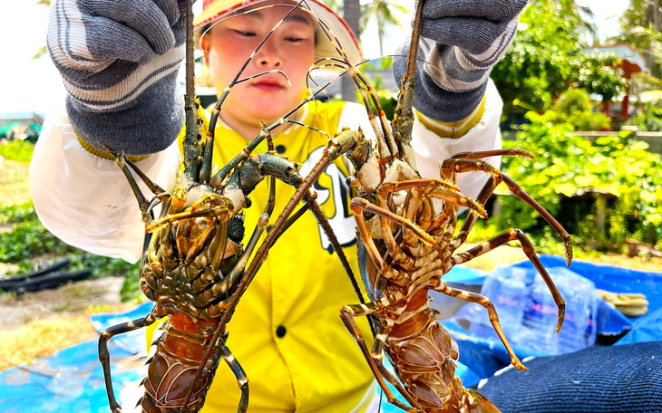 Tôm hùm chết hàng loạt ở Phú Yên là do thiếu oxy