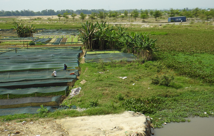 Một số đoạn sông Cổ Cò qua phường Điện Ngọc bị bồi lấp và người dân sản xuất nông nghiệp, thủy sản, khó khăn giải tỏa - Ảnh: V.H