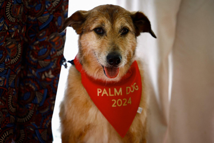Kodi trên bục nhận giải Palm Dog trong khuôn khổ Liên hoan phim Cannes - Ảnh: REUTERS