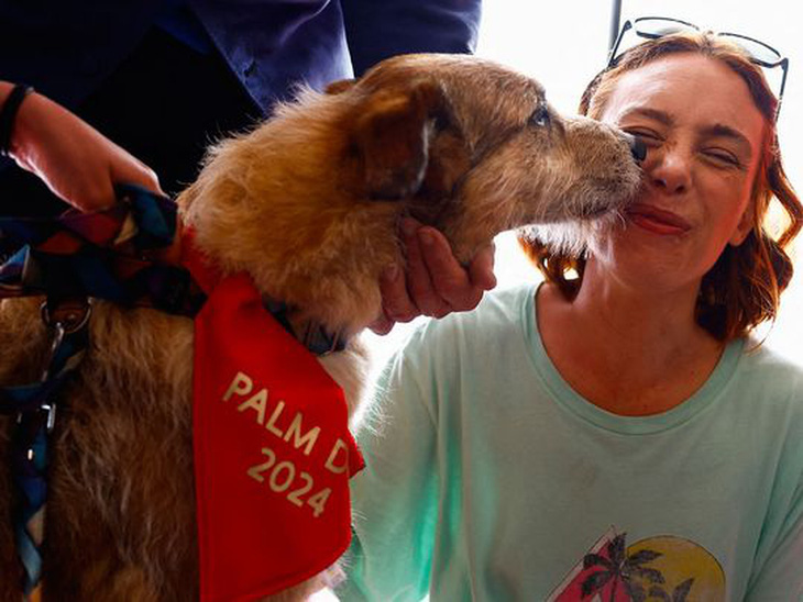 Kodi vui mừng liếm mặt chủ nhân khi nhận chiếc yếm Palm Dog - Ảnh: REUTERS