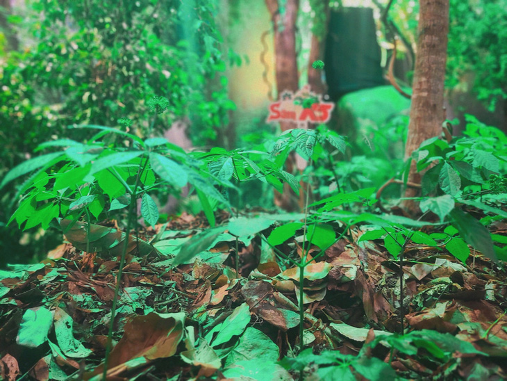 Những cây sâm Ngọc Linh dưới tán rừng già có giá bạc tỉ trong vườn sâm thu nhỏ tại lễ hội - Ảnh: NHẬT XUÂN
