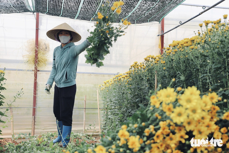 Nông dân Đà Lạt thu hoạch hoa cúc - Ảnh: LÊ QUANG TIẾN