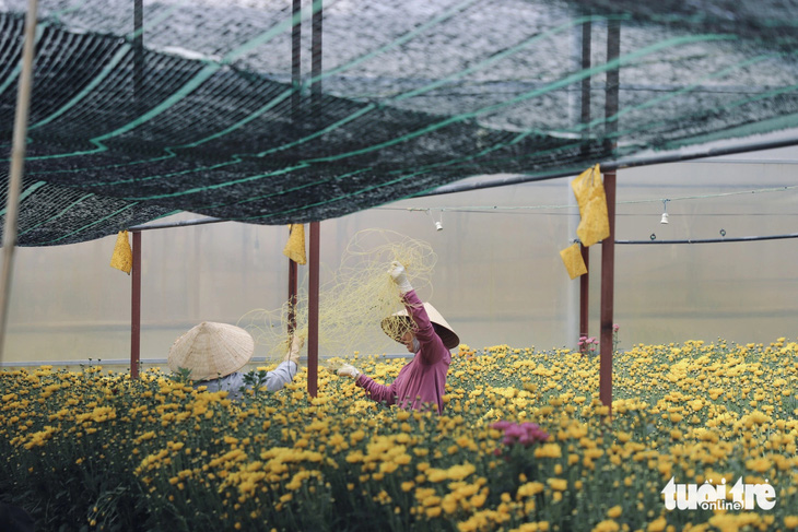 Nông dân tháo giàn lưới để chuẩn bị thu hoạch hoa cúc - Ảnh: LÊ QUANG TIẾN