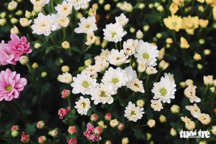 Các loại hoa cúc hiện có giá cao hơn cả dịp Tết Nguyên đán - Ảnh: LÊ QUANG TIẾN