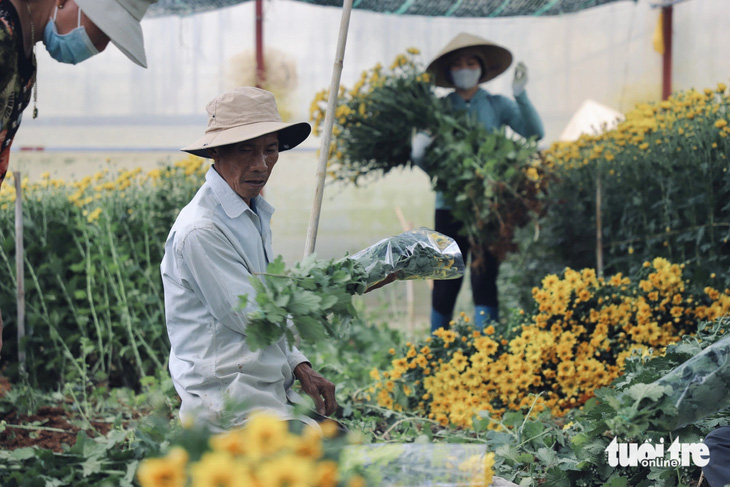 Nông dân ở hẻm đường Nguyên Tử Lực (P.8, Đà Lạt) thu hoạch hoa cúc - Ảnh: LÊ QUANG TIẾN