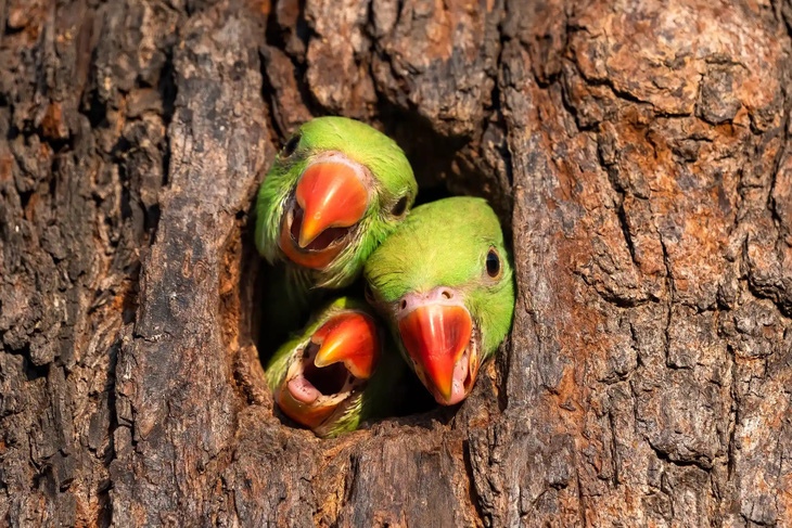 Ba con vẹt con đang chen nhau thò cổ qua một hốc cây trong lúc chờ bố mẹ tha mồi về. Khoảnh khắc được tay máy Anuj Jain ghi lại ở Chandigarh, Ấn Độ. (Guardian)