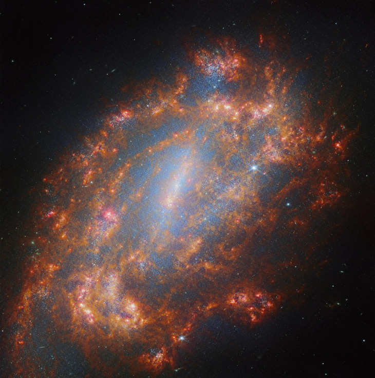 Ẩn sau một lượng lớn bụi, kính viễn vọng không gian James Webb đã chụp được những ngôi sao trẻ trong cánh tay khổng lồ của NGC 1559, một thiên hà xoắn ốc cách Trái đất 35 triệu năm ánh sáng - Hình ảnh: ESA/Webb, NASA & CSA, A. Leroy, J. Lee và Nhóm PHANGS 