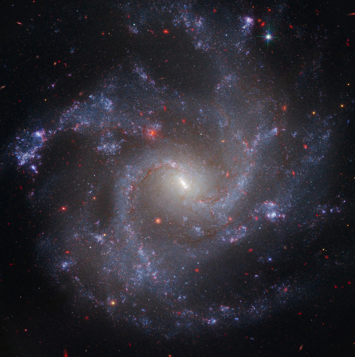 Dữ liệu từ kính viễn vọng không gian Hubble và James Webb đã được kết hợp để chụp ảnh NGC 5468, một thiên hà nằm cách Trái đất khoảng 130 triệu năm ánh sáng - Hình ảnh: Webb NIRCam   Hubble WFC3