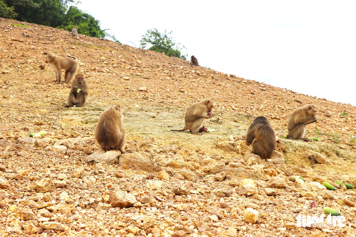 Khỉ được thả lên đảo gồm nhiều loài như khỉ đuôi lợn, khỉ mốc, khỉ mặt đỏ - Ảnh: LÊ MINH