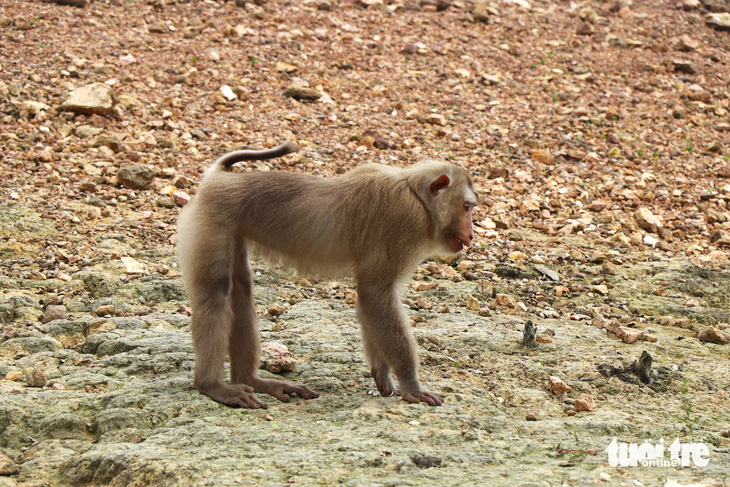 Đàn khỉ được tái thả lên đảo chia làm 2 đợt, với 25 con khỉ thuộc nhóm IIB. Sau quá trình quan sát và theo dõi, hiện tại còn 12 con khỉ trên đảo gồm 2 con khỉ mặt đỏ, 1 con khỉ mốc, 6 con khỉ đuôi lợn và 3 con khỉ vàng - Ảnh: LÊ MINH