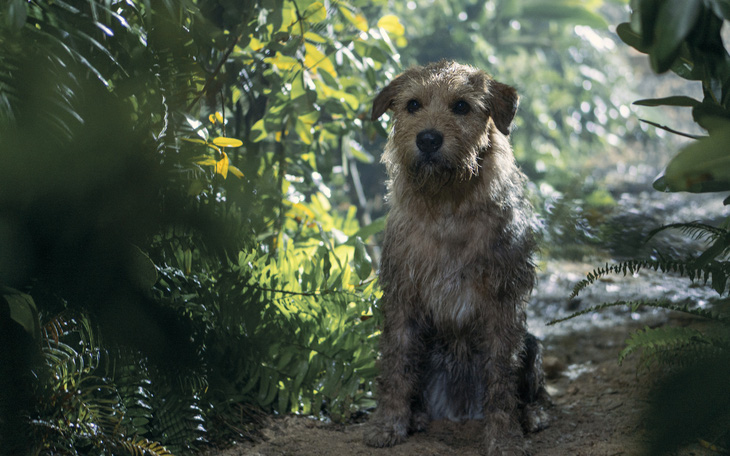 Arthur: Chú chó kiên cường còn mang thông điệp đẹp đẽ về lòng trắc ẩn, sự chữa lành, đề cao sự yêu thương không chỉ dành cho chính mình mà còn cho những điều đáng quý trọng xung quanh.