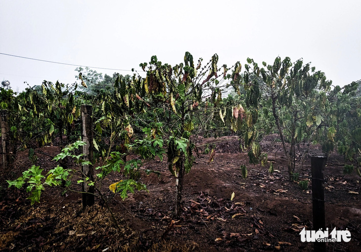 Hàng ngàn héc ta cà phê đang khô héo tại Tây Nguyên được cứu khát bởi những cơn mưa - Ảnh: TẤN LỰC 