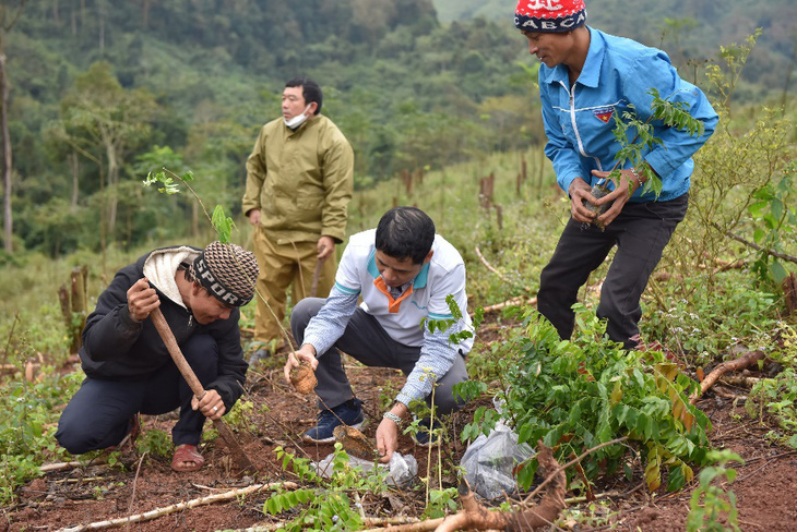 ABBANK gây quỹ 50.000 cây gỗ lớn cho các gia đình khó khăn tỉnh Quảng Bình- Ảnh 3.