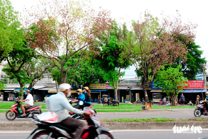 Hơn 30 cây xanh trên đường Trần Văn Giàu chết khô hàng loạt - Ảnh: PHƯƠNG NHI