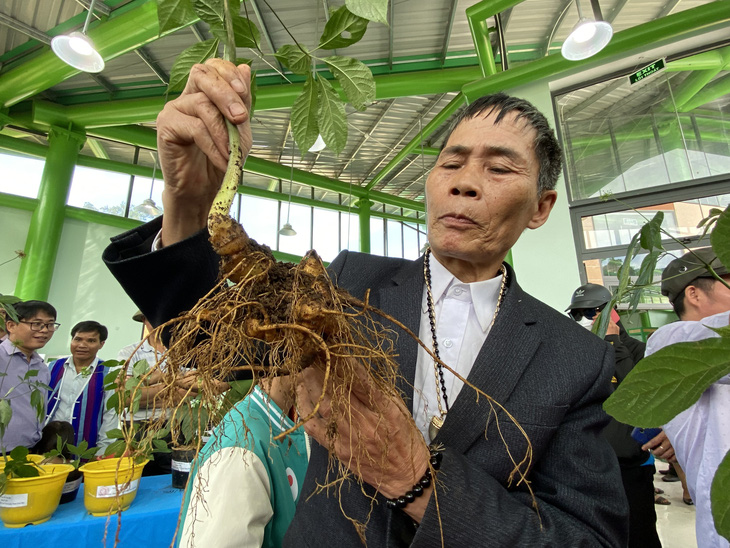 Củ sâm Ngọc Linh - Ảnh: LÊ TRUNG