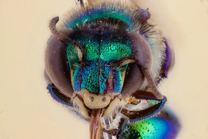 Một loài ong thuộc chi Euglossa, còn được gọi là ong phong lan - Ảnh:   Pete Carr