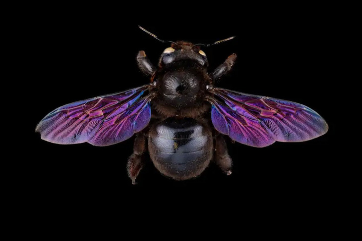 Ong thợ màu tím (Xylocopa violacea) - Ảnh: Pete Carr
