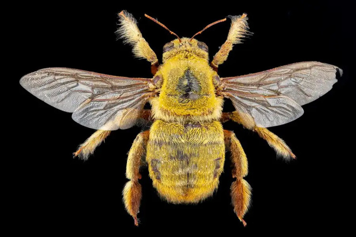 Ong thợ châu Phi (Xylocopa inconsstans) - Ảnh: Pete Carr