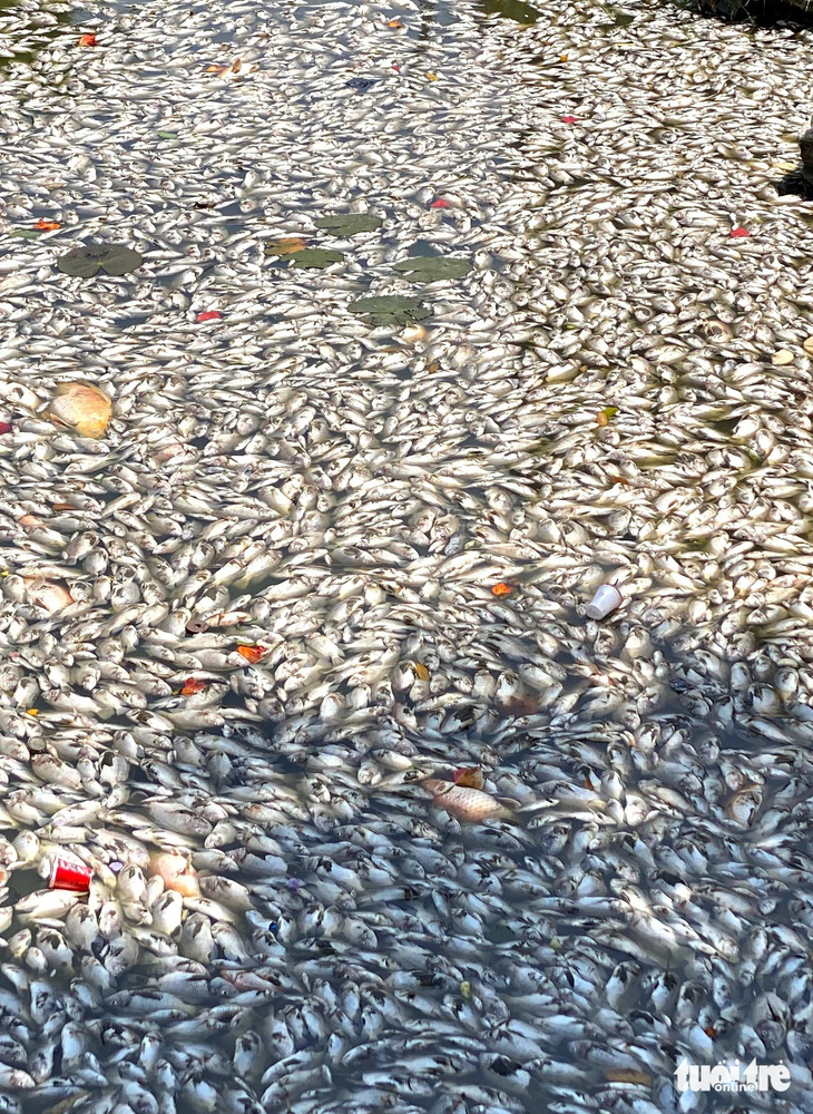 Cá chết nổi đầy trên mặt nước ở hồ Bàu Sen - Ảnh: LÂM THIÊN