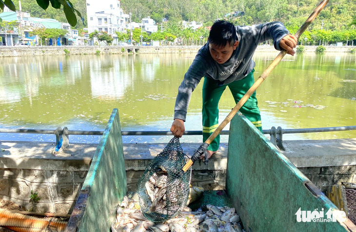 Nhân viên Công ty cổ phần Môi trường Bình Định vớt cá chết đem đi hủy - Ảnh: LÂM THIÊN