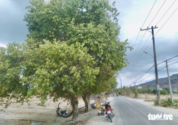 Cây trâm mọc thành hàng ven tỉnh lộ 943, xã Núi Tô, huyện Tri Tôn, tỉnh An Giang - Ảnh: ĐẶNG TUYẾT
