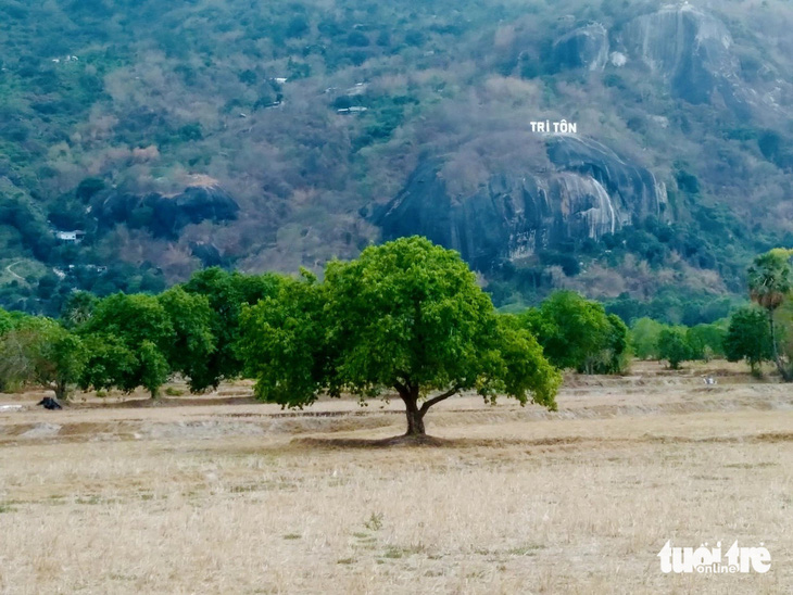 Ngoài những cây trâm cổ thụ mọc tự nhiên, còn có những cây mới trồng bổ sung ở khu vực núi Tô, huyện Tri Tôn - Ảnh: ĐẶNG TUYẾT