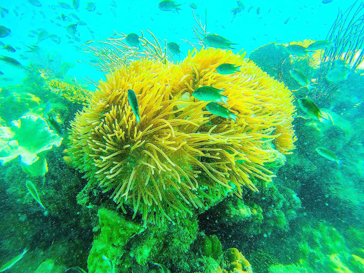 Nước biển nóng lên đã làm hiện tượng san hô chết và bị tẩy trắng tái diễn tại Côn Đảo - Ảnh minh họa
