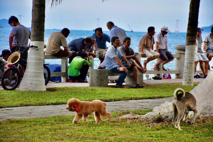 Chó thả rông không rọ mõm tại công viên đường Trần Phú, TP Nha Trang - Ảnh: MINH CHIẾN