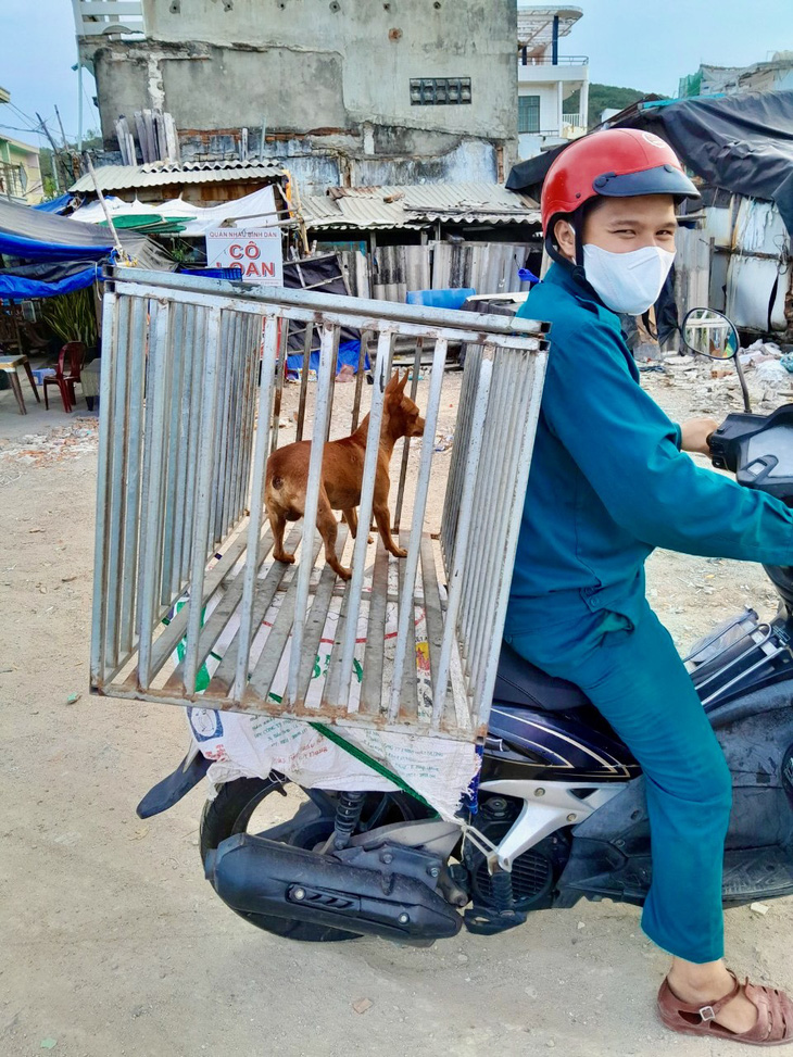 Đội bắt chó thả rông phường Vĩnh Nguyên đưa một chú chó vô chủ về phường - Ảnh: UBND phường Vĩnh Nguyên cung cấp