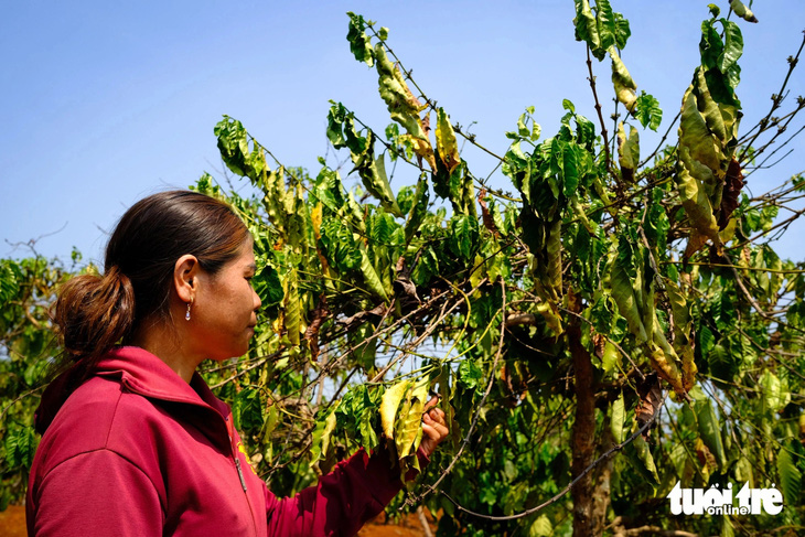 Nhiều vùng trồng cà phê tại Tây Nguyên đang khô héo do nắng hạn kéo dài, nguy cơ giảm sản lượng - Ảnh: TẤN LỰC 