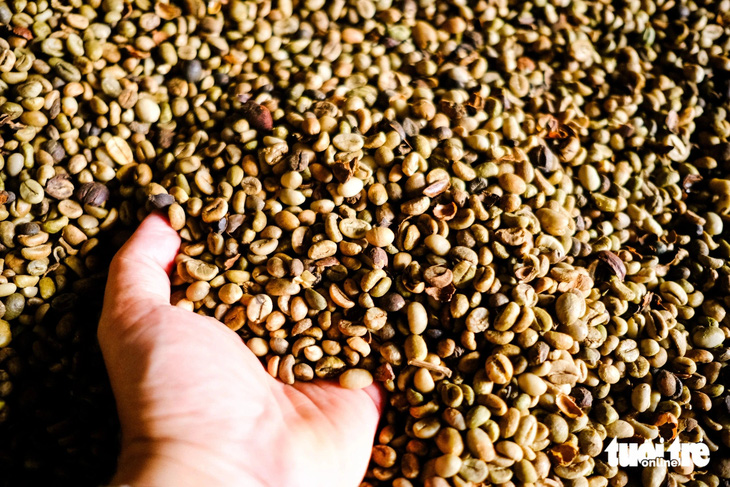 Giá cà phê xô tại các tỉnh Tây Nguyên đã giảm hơn 25% trong 1 tuần qua - Ảnh: TẤN LỰC 