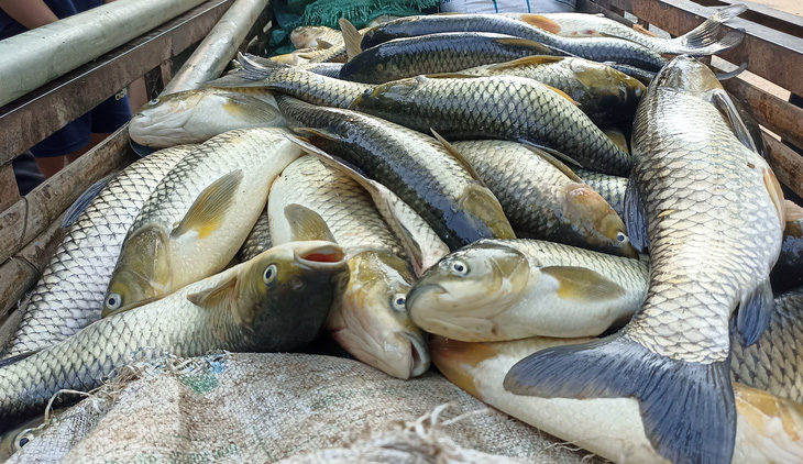 Cá nuôi lồng trên sông Mã đoạn qua huyện Bá Thước bị chết hàng loạt những ngày qua không phải do dịch bệnh - Ảnh người dân cung cấp