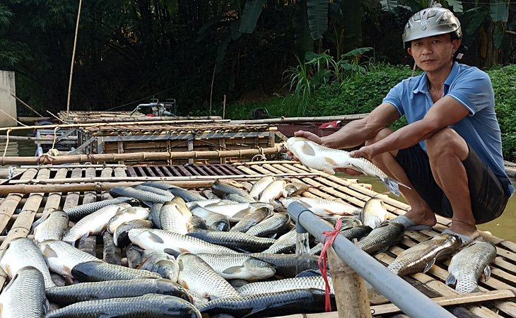 Cá lồng trên sông Mã đoạn qua huyện Bá Thước (Thanh Hóa) chết hàng loạt, gây thiệt hại nặng nề cho người nuôi cá - Ảnh người dân cung cấp