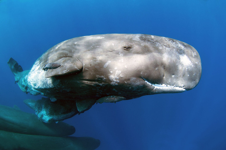 Cá nhà táng (Physeter macrocephalus) có bộ não lớn nhất, nặng tới khoảng 9kg - Ảnh: Shutterstock