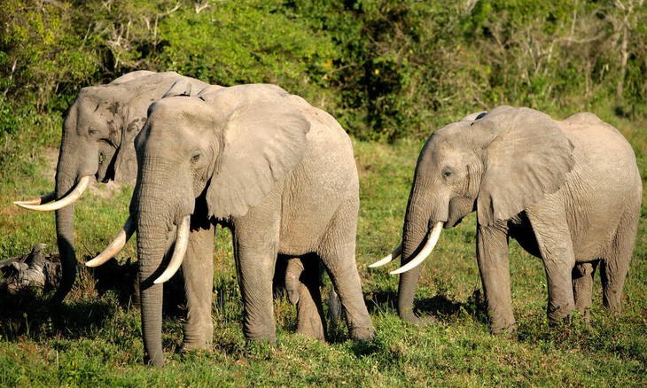 Đối với động vật trên cạn, voi có bộ não lớn nhất và thể hiện trí thông minh xã hội, cảm xúc và trí nhớ ở mức độ cao - Ảnh:   worldwildlife.org