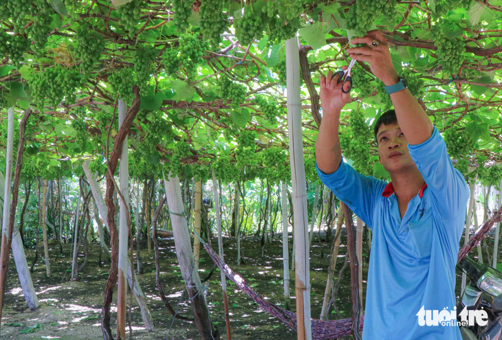 Anh Nguyễn Thành Quốc chăm sóc vườn nho trong thời điểm nắng nóng gay gắt - Ảnh: DUY NGỌC