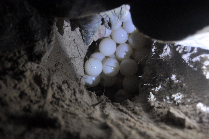 Vích mẹ đang đẻ trứng tại Côn Đảo - Ảnh: ĐÔNG HÀ