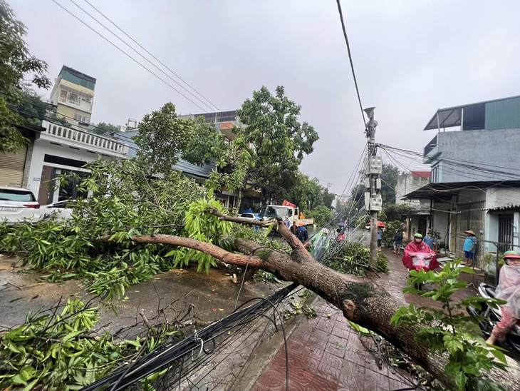 Một cây xanh bị đổ tại TP Lào Cai sau mưa dông - Ảnh: PHẠM BẰNG